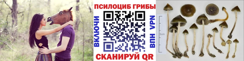 Галлюциногенные грибы ЛСД  кракен зеркало  Переславль-Залесский  как найти закладки 